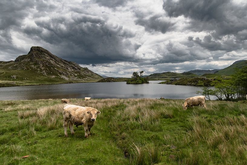 Cows in front of the Cregennan lakes by Jetske Adams