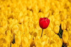 Die rote Tulpe im gelben Feld von Adelheid Smitt