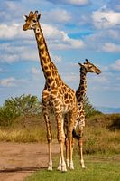 Giraffen-Duo