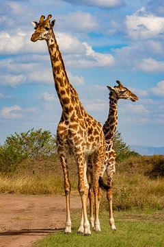 Giraffe Duo van Peter Michel