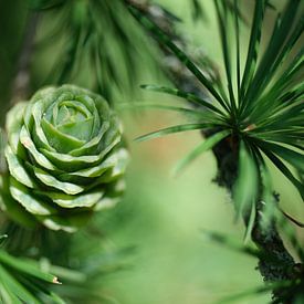 Sparkling growing pine cone by Seraina Vollmar