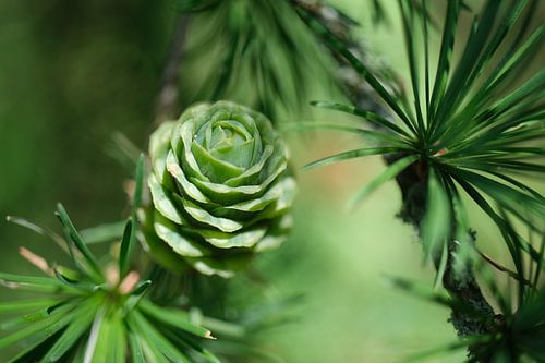 Sparkling growing pine cone