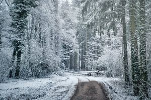 Winter forest atmosphere by Foto Oger