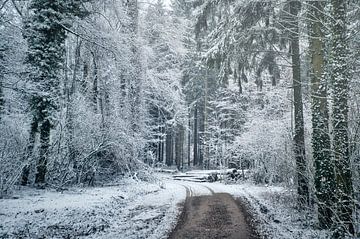 Winterbos sfeer van Foto Oger