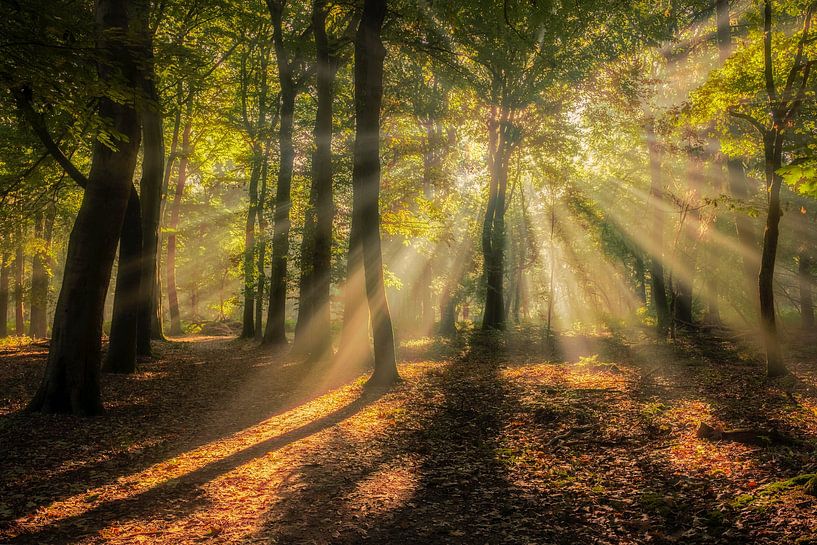 Cathedral of sunbeams by Moetwil en van Dijk - Fotografie