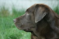 Labrador