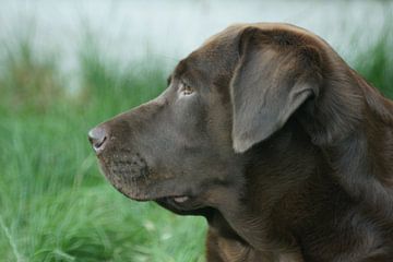 Labrador van Johan Mulder