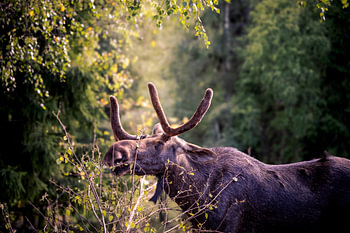 Moose in the evening sun