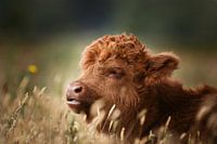 Nahaufnahme eines schottischen Hochlandkalbes auf der niederländischen Wiese in natürlicher Umgebung