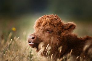 Close-up van een schotse hooglander kalf in de Nederlandse wei in een natuurlijke setting