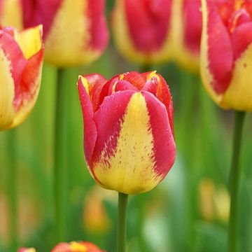 Roze met gele tulp van Peet Romijn