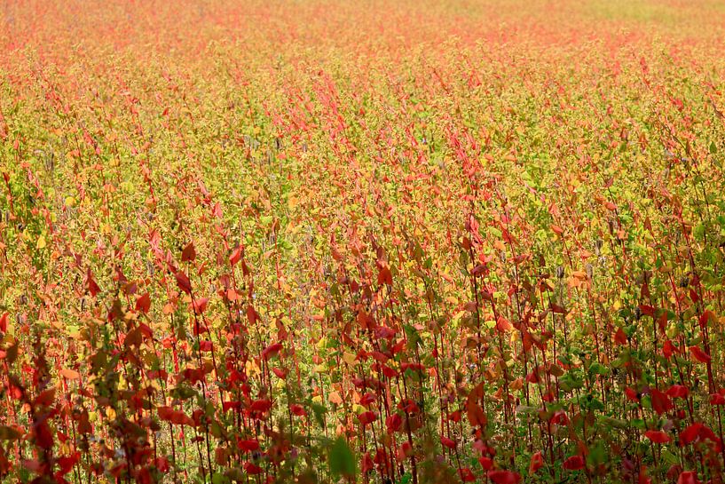 Picturesque by Thomas Jäger