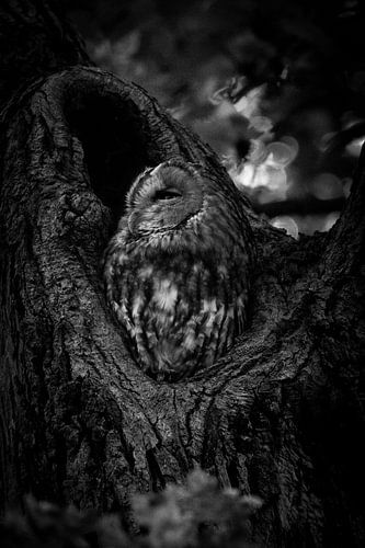 Tawny owl perched in a tree #4
