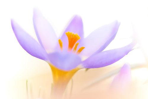 Krokus in "high key"