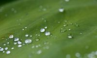 Raindrops