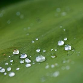 Gouttes de pluie sur Leontien van der Linden - Wapenaar