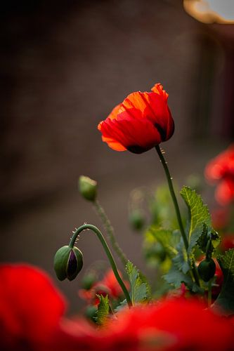 Gros plan Coquelicot