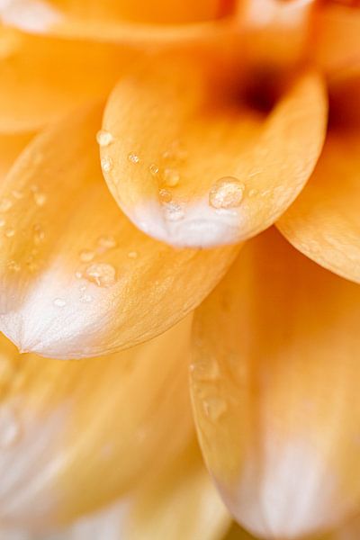 Sweet Dhalias | Fine art print | Orange Flower by Gabry Zijlstra