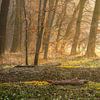 Morgenlicht am Waldrand von Daniela Beyer