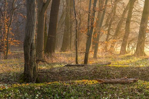Morning light at the edge of the forest by Daniela Beyer