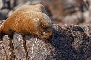 Lion de mer