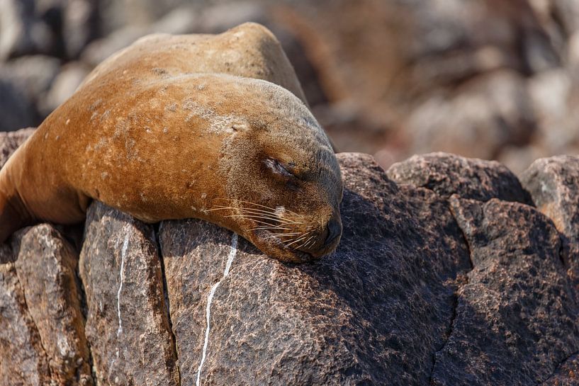 Lion de mer par Franksfotoforum