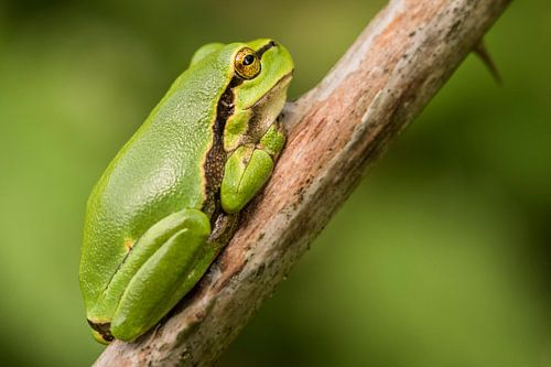 Tree frog on a blackberry branch in the Netherlands