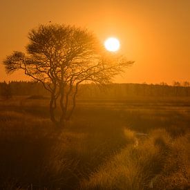 Zonsopkomst van Douwe Schut