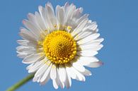 Madeliefje (Daisy Flower Full Color) van Sander Maas thumbnail