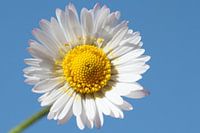 Madeliefje (Daisy Flower Full Color)