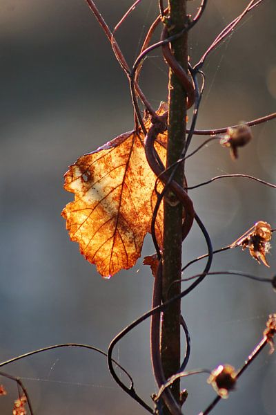 Feuille d'automne par John Kerkhofs