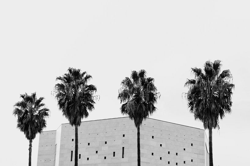 Nice palm trees by Huib Vintges