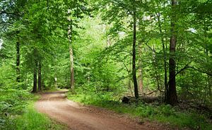 Promenade en forêt