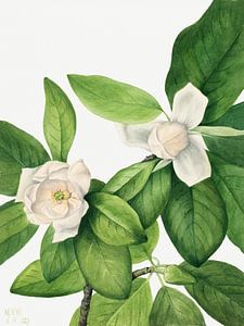 Mary Vaux Walcott - Sweetbay (Magnolia)