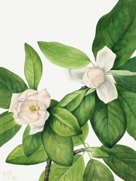 Mary Vaux Walcott - Sweetbay (Magnolia) by Old Masters