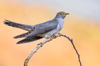 Kuckuck (Cuculus canorus)