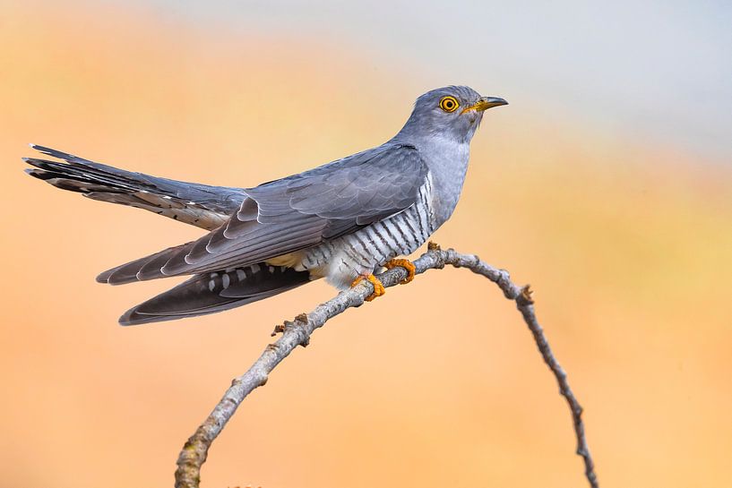 Kuckuck (Cuculus canorus) von Beschermingswerk voor aan uw muur