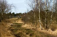 Ruig bospad
