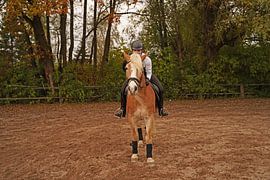 Training with the light brown Haflinger with beige mane