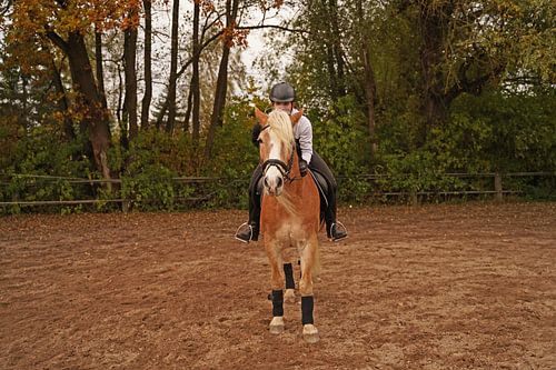 Training met de lichtbruine Haflinger met beige manen