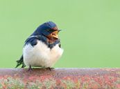 Peasant Swallow by René Vos thumbnail