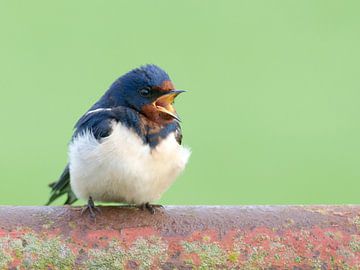 Peasant Swallow by René Vos