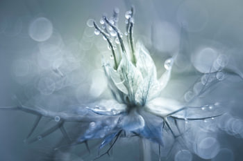 Symphonie en bleu