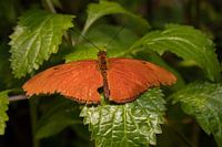 Un papillon orange