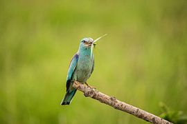 Rouleau, Coracias garrulus.