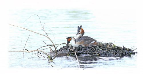 Grebe on litter 2