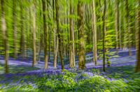 Boshyacinthen Hallerbos