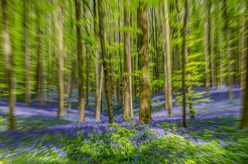 Boshyacinthen Hallerbos