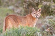 Puma on the Patagonian steppe by RobJansenphotography thumbnail