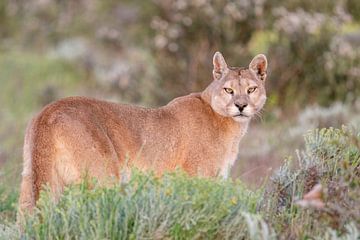 Puma on the Patagonian steppe by RobJansenphotography